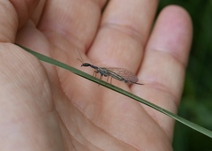 Dichrostigma flavipes