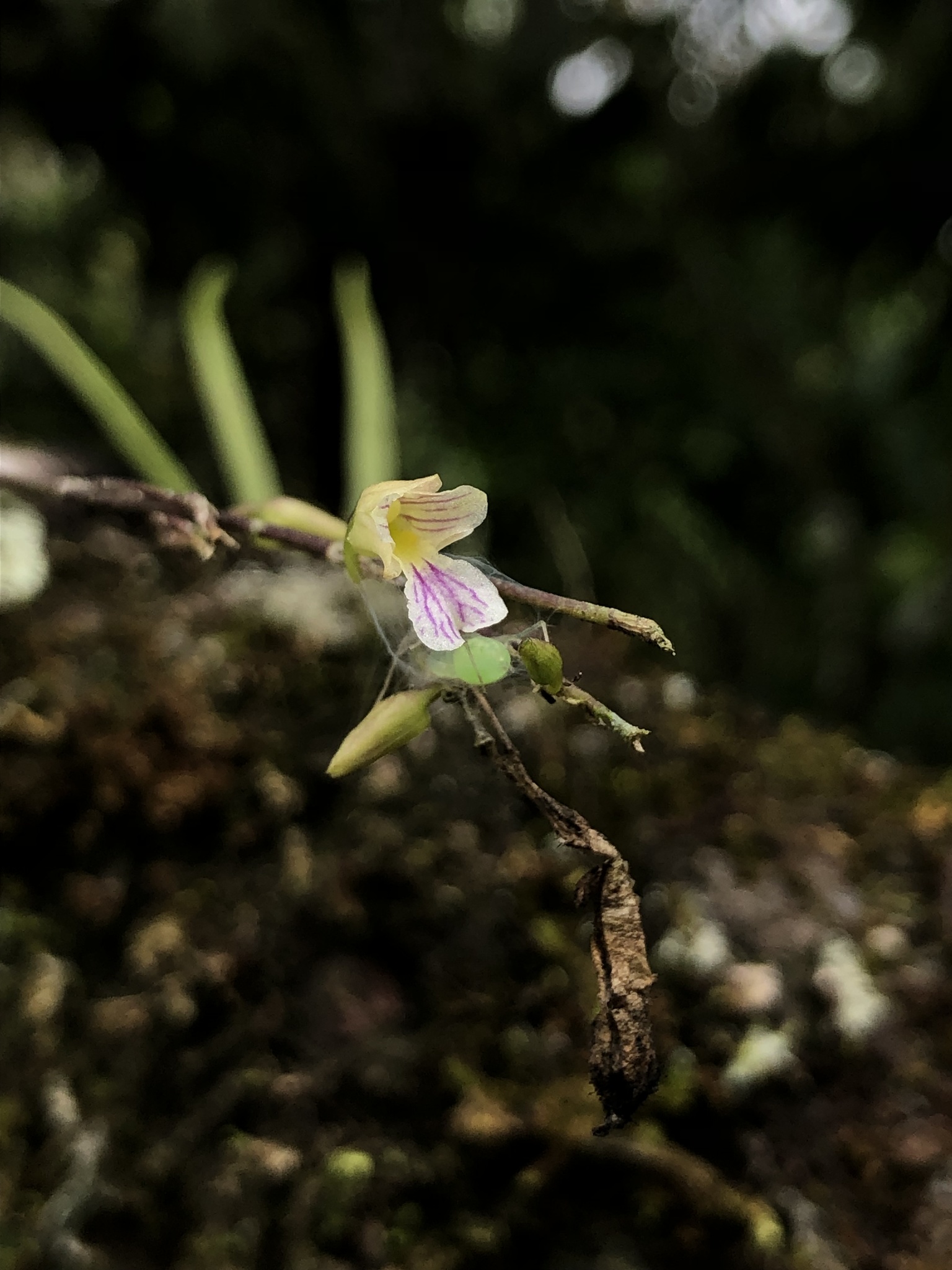 Fleshyleaf Violet Orchid (Ionopsis satyrioides)