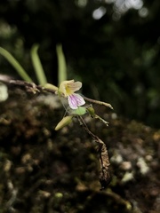 Fleshyleaf violet orchid