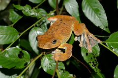 Rhacophorus annamensis