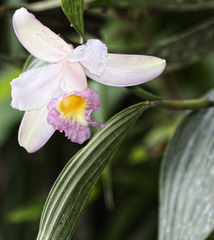 Sobralia ecuadorana