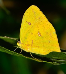 Phoebis neocypris neocypris