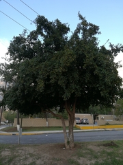 Ehretia anacua