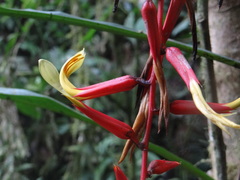 Pitcairnia stevensonii