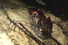 Leptodactylus vastus