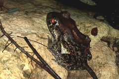 Leptodactylus vastus