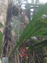 Pitcairnia stevensonii