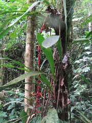 Pitcairnia stevensonii