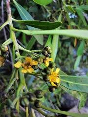 Tristaniopsis collina