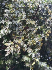 Ehretia anacua