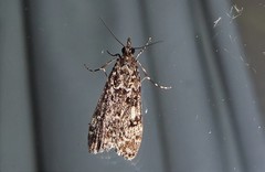Eudonia philerga