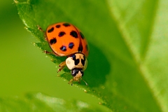Harmonia axyridis