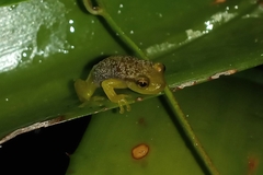 Phyllodytes