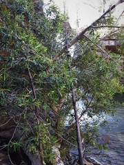 Tristaniopsis collina