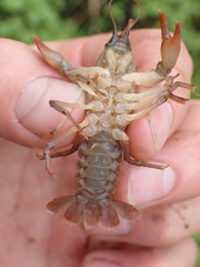 Lacunicambarus nebrascensis