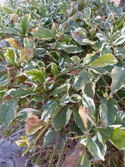 Graptophyllum