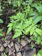 Tectaria heracleifolia