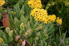 Senecio odoratus
