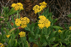 Senecio odoratus