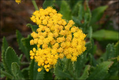 Senecio odoratus
