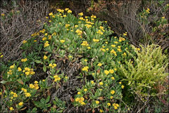 Senecio odoratus