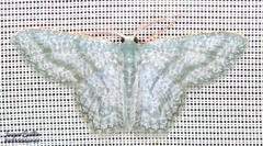 Chloropteryx opalaria