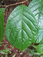 Pterostyrax corymbosus