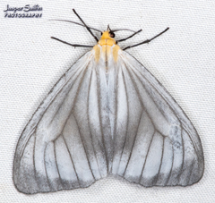 Xenosoma dubia