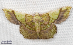 Neagathia corruptata