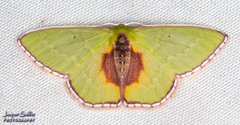 Synchlora astraeoides