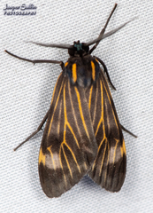 Eucereon costulata