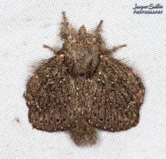 Euglyphis melancholica