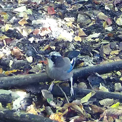 Garrulus glandarius japonicus