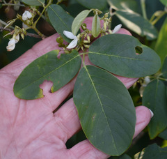 Dendrolobium umbellatum