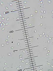 Steccherinum reniforme