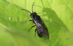 Endelomyia aethiops