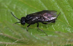 Endelomyia aethiops