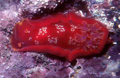 Hexabranchus sanguineus