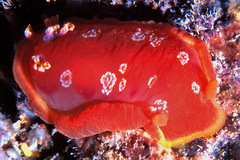 Hexabranchus sanguineus