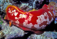 Hexabranchus sanguineus