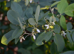 Dendrolobium umbellatum