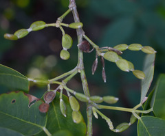 Dendrolobium umbellatum