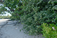 Dendrolobium umbellatum