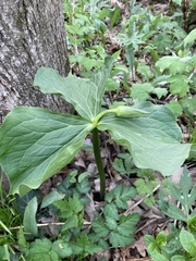 Trillium flexipes