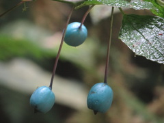 Burmeistera cyclostigmata