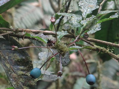 Burmeistera cyclostigmata