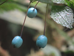 Burmeistera cyclostigmata
