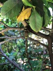 Rhionaeschna diffinis