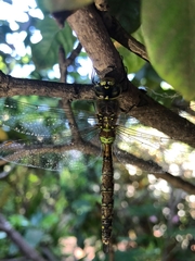 Rhionaeschna diffinis