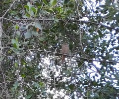 Phoenicurus ochruros